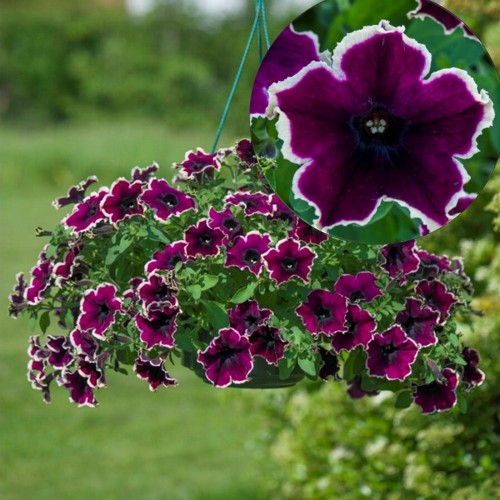 Petunia atkinsiana 'Cardinal Rim' - Petuunia 'Cardinal Rim' P9/0,55L